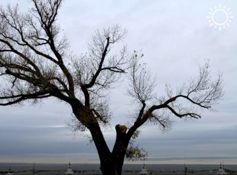 Одинокий тополь в Калмыкии защитили от ветров