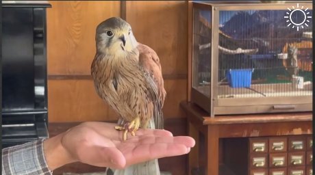 Жители Сочи и сотрудники РГО спасли хищную птицу кобчика
