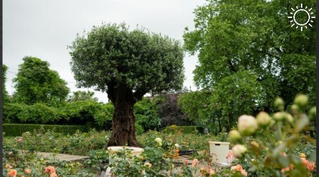 В Сириусе в парке «Южные культуры» высадили 350-летнее оливковое дерево