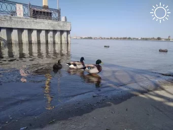 Дикие утки, перезимовавшие на центральной набережной в Астрахани, подплывают к людям