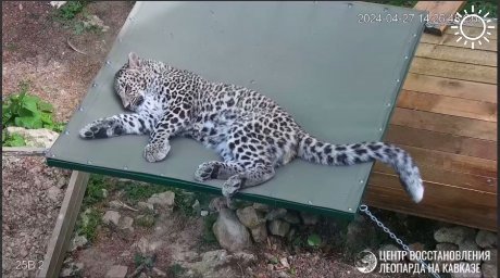 В Сочи леопард Умка получил подарок от хозяев пантеры Луны из Красноярска