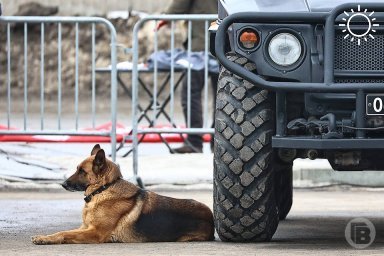 Под Волгоградом служебная собака нашла наркотики у пассажира автомобиля