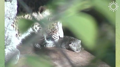 Трехлапая самка леопарда снова стала мамой в сочинском вольере