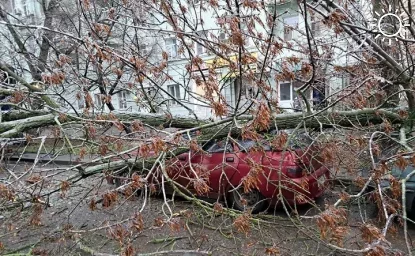 В Таганроге предприниматель отсудил у коммунальщиков больше 700 тысяч рублей за упавшее на машину дерево