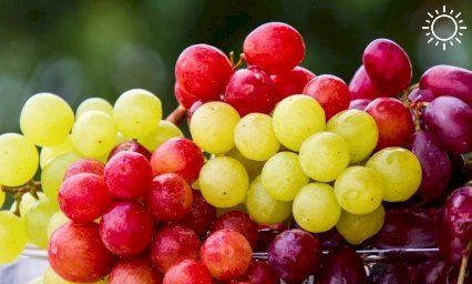В морпорту Новороссийска задержали 21 тонну зараженного турецкого винограда