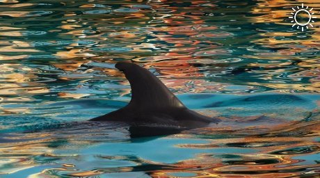 В Краснодарском крае появится реанимобиль для дельфинов