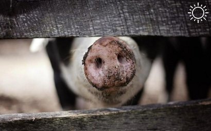 Из-за вспышки АЧС на Кубани подорожает свинина
