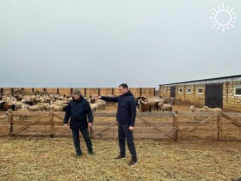 В Калмыкии запустили еще один откормочный комплекс для овец