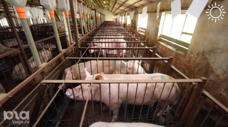 Специалист рассказал, опасна ли для человека обнаруженная в Краснодарском крае африканская чума свиней