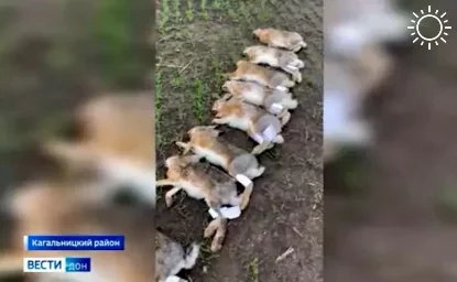 В Ростовской области агронома отправили в колонию на полтора года за гибель 48 зайцев
