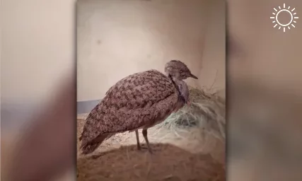 В астраханском зоопарке поселилась уникальная для России птица
