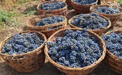 В Ростовской области собрали в два раза меньше винограда, чем в прошлом году