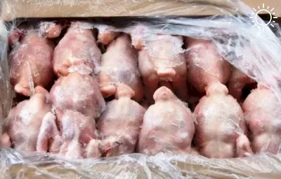 Россельхознадзор обнаружил отправленные в соцучреждения Астрахани 274 кг замороженных цыплят с измененными сроками годности