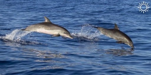 Число погибших дельфинов на Черноморском побережье Краснодарского края сократилось на 30%