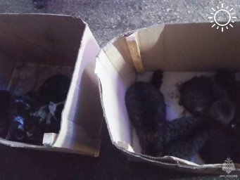 ​В Крыму спасли из задымленного склада 15 кошек