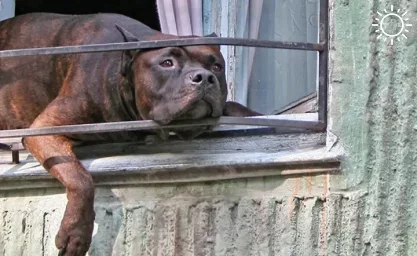 Живодёр, жестоко расправившийся с домашним псом в Ростовской области, отделался условным сроком