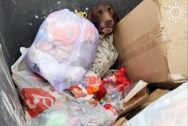На Кубани в мусорном контейнере нашли зверски покалеченную охотничью собаку