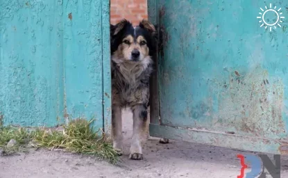 Почти 5 тысяч жителей Ростовской области пострадали от укусов собак в 2023 году