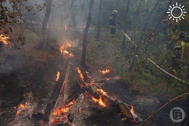 Лесной пожар в Городищенском районе Волгоградской области полностью ликвидирован