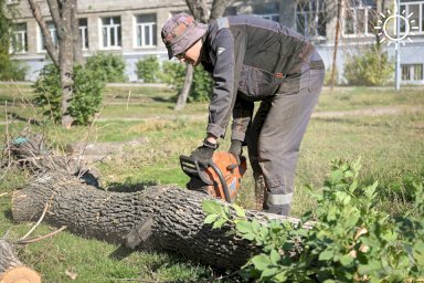 В Волгоградской области ищут дровосеков, вырубивших лес