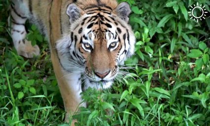 Опасного для людей амурского тигра ищут в лесах Крыма