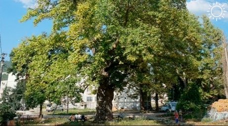 Три многовековых дерева получили статус памятника в Севастополе
