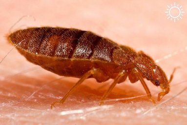 В краснодарском детсаду в постелях воспитанников обнаружили тараканов