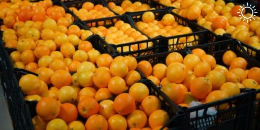 В порту Новороссийска задержали 190 тонн зараженных мухами апельсинов из Египта