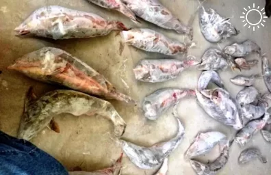 Астраханская полиция нашла в квартирах трех жителей Наримановского района 62 туши осетровых рыб
