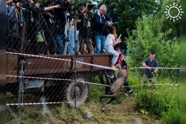 Леопарда Терека из нацпарка Сочи застрелили при выпуске в дикую природу