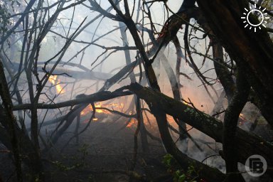 В Волгоградской области обсуждают пожар, в котором сгорели животные