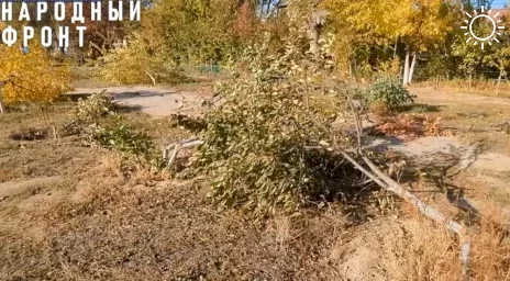 В Астрахани на Красной набережной варварски расправились с деревьями