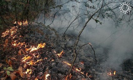 Лесной пожар произошел ночью в районе Кабардинки под Геленджиком
