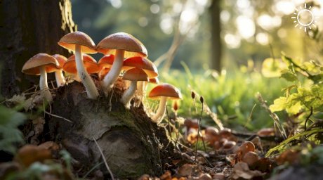 В Краснодарском крае четыре человека отравились грибами с начала сезона