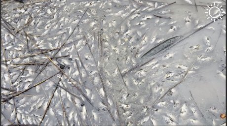Россельхознадзор не выявил причин массового мора рыбы в Карсунских озерах Краснодара