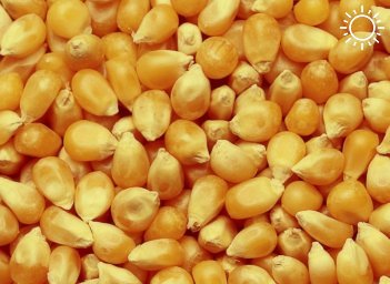 Фальсификация гибрида кукурузы установлена в ходе электрофореза запасных белков и хроматографического исследования