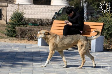 Почти 10 тысяч волгоградцев заподозрили у себя бешенство