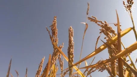 Два крупных инвестора заходят в Камызякский район с рисом и соей
