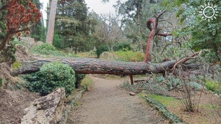Южный берег Крыма потерял ещё одно уникальное дерево
