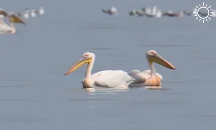 Редкие краснокнижные розовые пеликаны впервые поселились на Кубани
