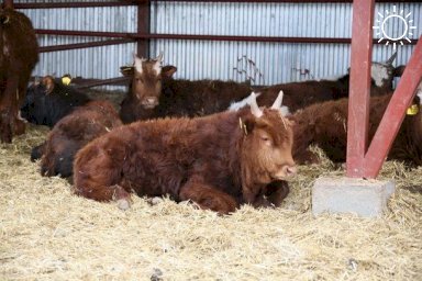 Животноводческие хозяйства Калмыкии готовятся к предстоящей зимовке скота
