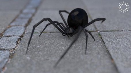 Ростовчанин едва не погиб от укуса ядовитого паука