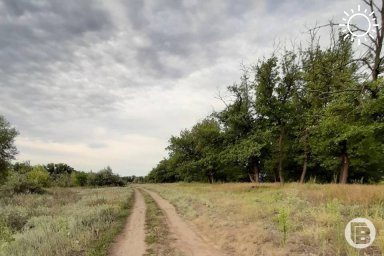 Волгоградцев предупредили об опасном явлении в лесах