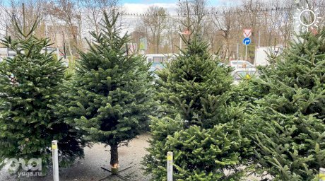 Краснодарский экоцентр в январе будет принимать живые елки на переработку