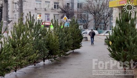 В Крыму начали работу ёлочные базары