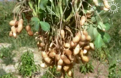 В Астраханской области вывели новые сорта арахиса