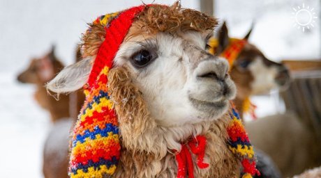 В Сочи в шапках даже альпаки: животным на «Роза Хутор» подарили теплые головные уборы