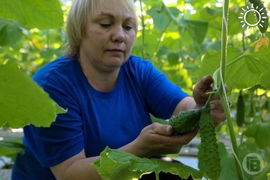 В Волгограде снизились цены на свежие огурцы, а свекла подорожала