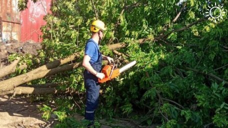 Ураганный ветер повалил в Краснодаре более 260 деревьев