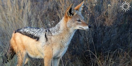 Минприроды планирует разрешить круглогодичный отстрел волков и шакалов на Кубани